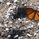 Image for article titled Butterflies remember a mountain that hasn't existed for millennia